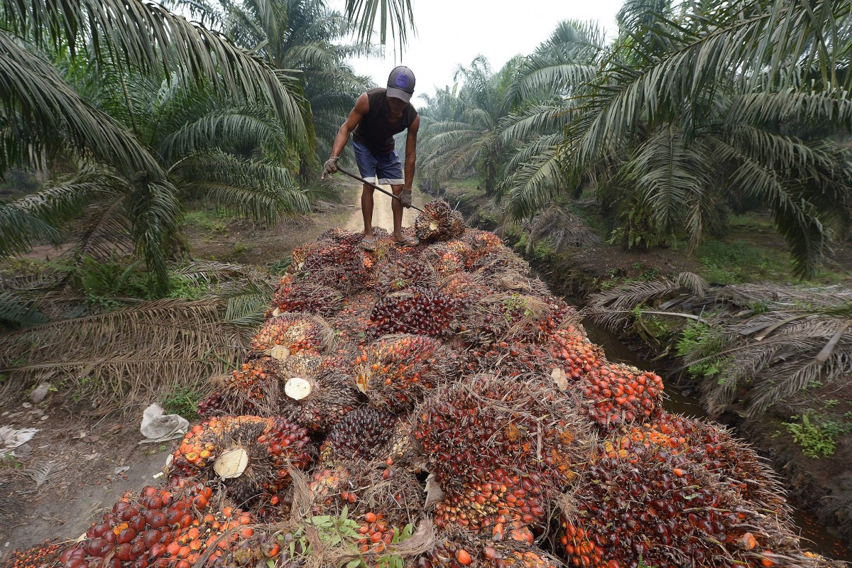 The newly constituted Board of Trustees, BoT, of the National Palm Produce Association of Nigeria, NPPAN, called on National Assembly, NASS, to tackle and sanitise the country’s oil palm industry with legislation