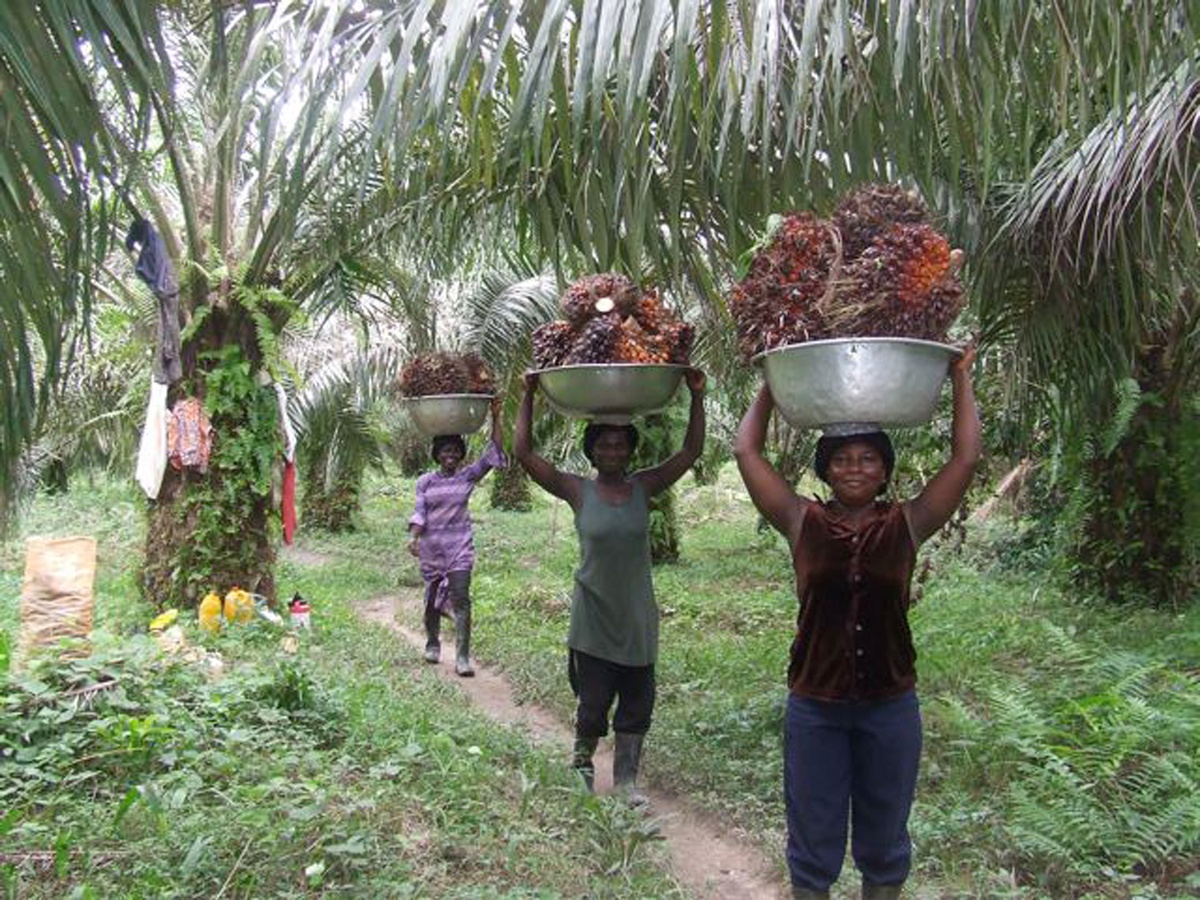 Ghana to become regional top performer in palm oil production