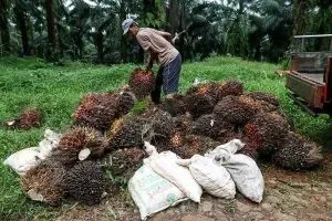 Palm Oil Image