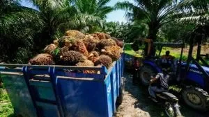Palm Oil Image