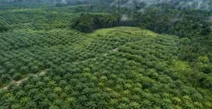 Palm Oil Refineries