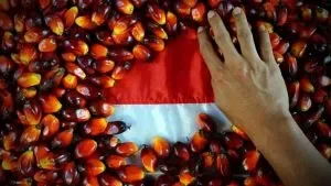 Palm Oil Image