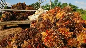 Palm Oil Image